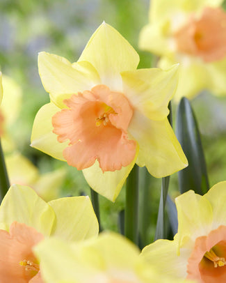 Narcissus 'Tom Pouce' Narcissus 'Tom Pouce'