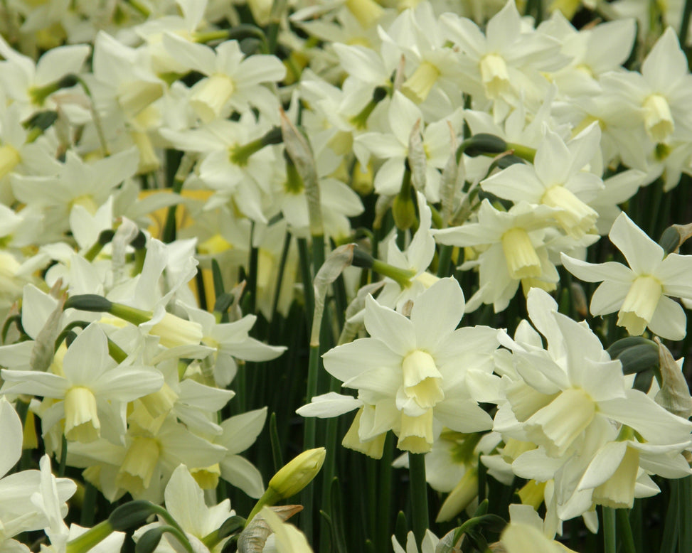 Narcissus 'Toto'