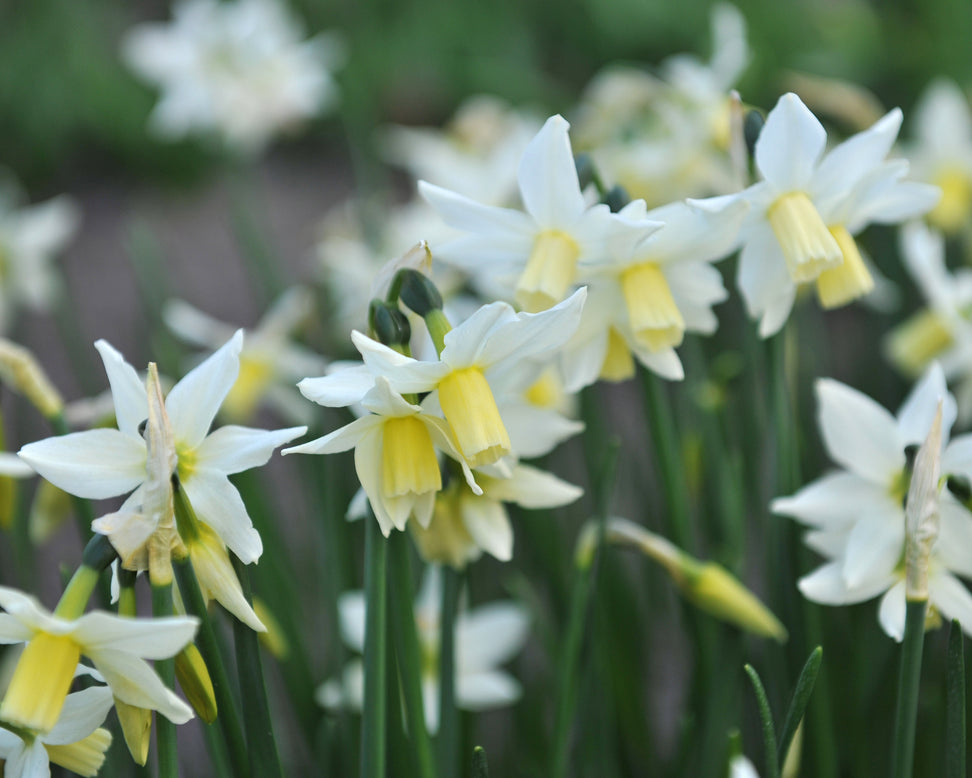 Narcissus 'Toto'