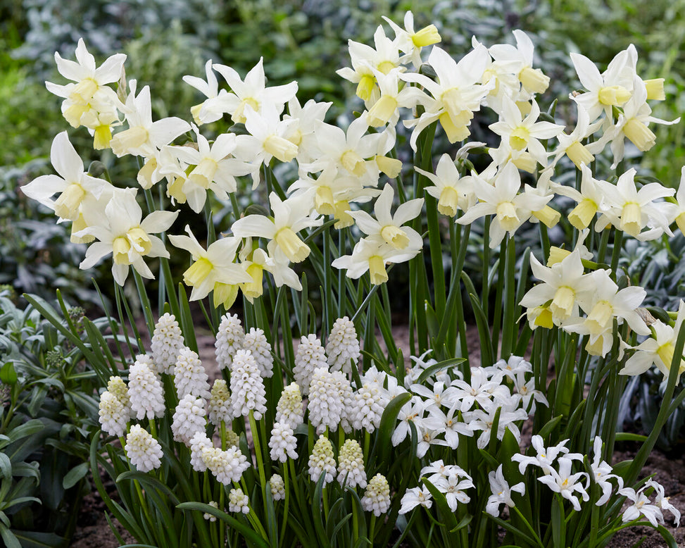 Narcissus 'Toto'
