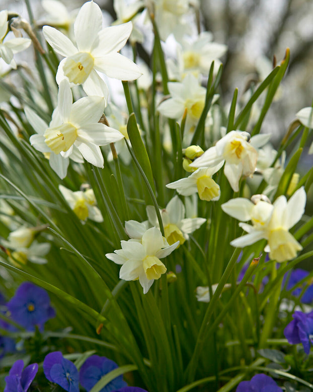 Narcissus 'Toto'