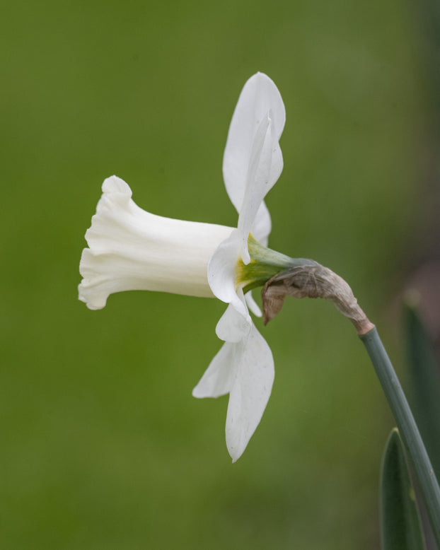 Narcissus 'Watch Up'