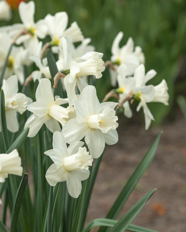 Narcissus 'Watch Up'