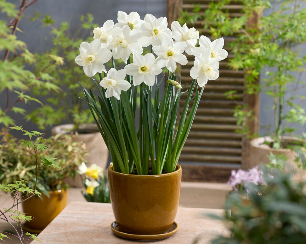 Narcissus 'Watch Up'
