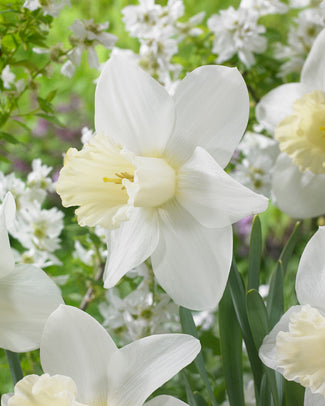 Narcissus 'Watch Up' Narcissus 'Watch Up'