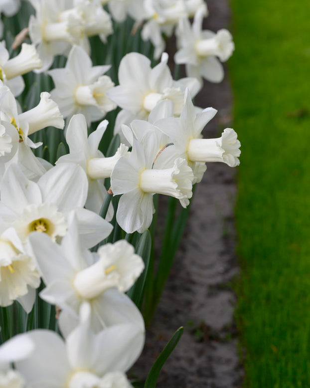 Narcissus 'Watch Up'