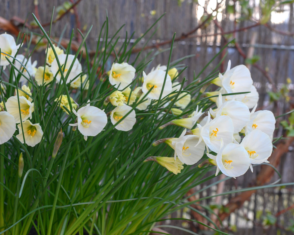 Narcissus 'White Petticoat'