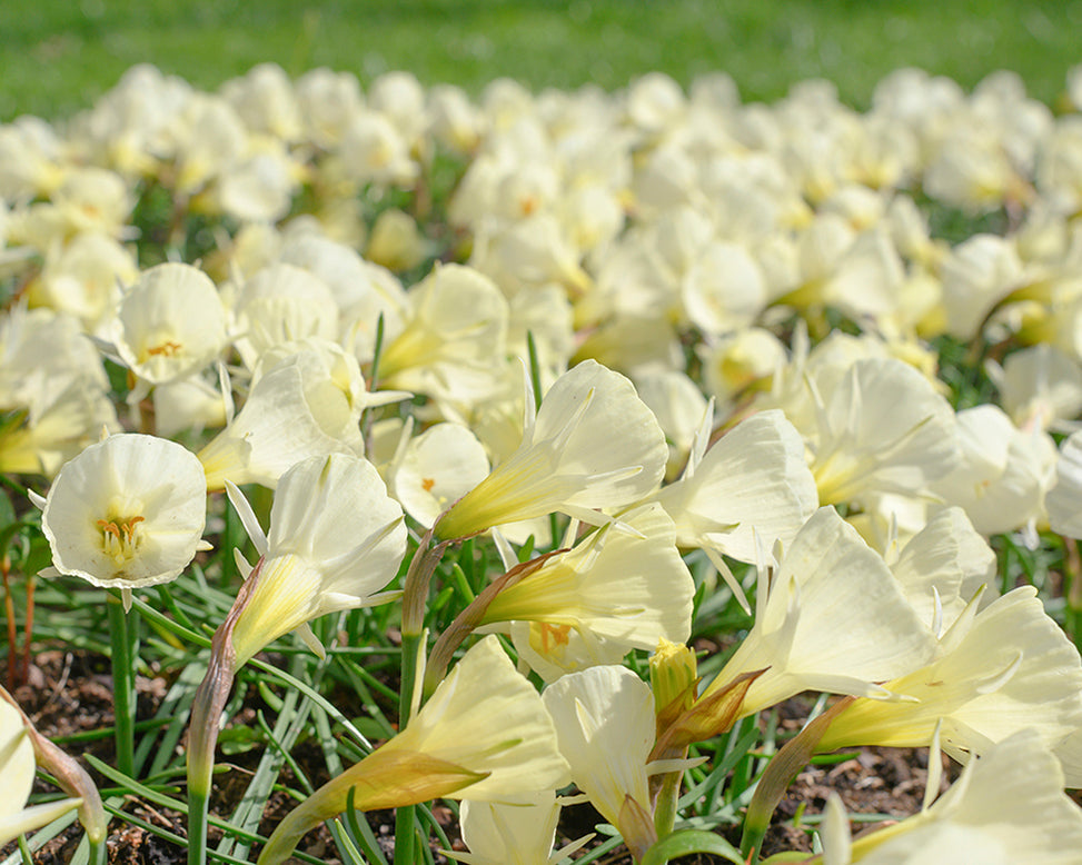 Narcissus 'White Petticoat'
