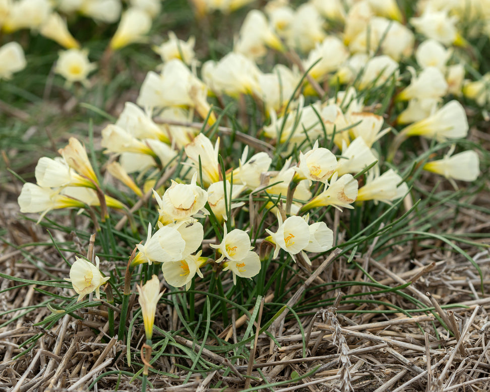Narcissus 'White Petticoat'