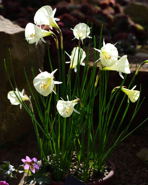 Narcissus 'White Petticoat'
