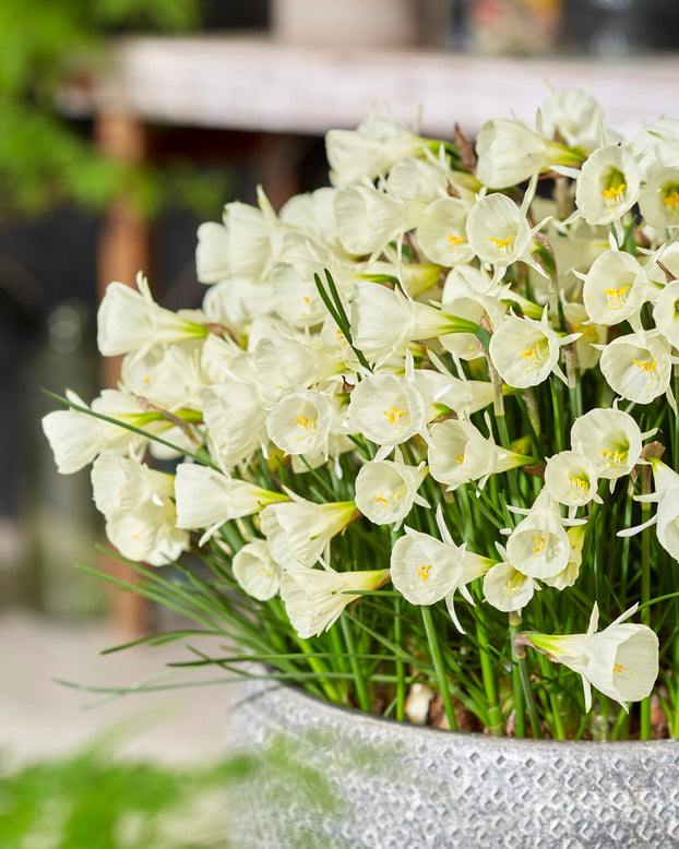 Narcissus 'White Petticoat'