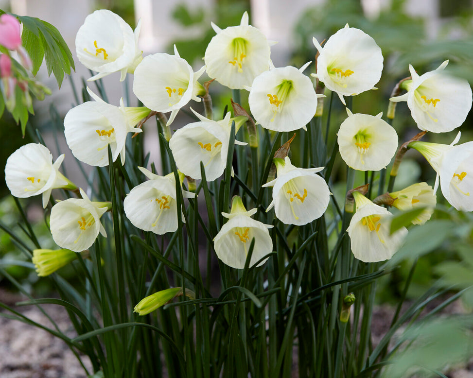 Narcissus 'White Petticoat'