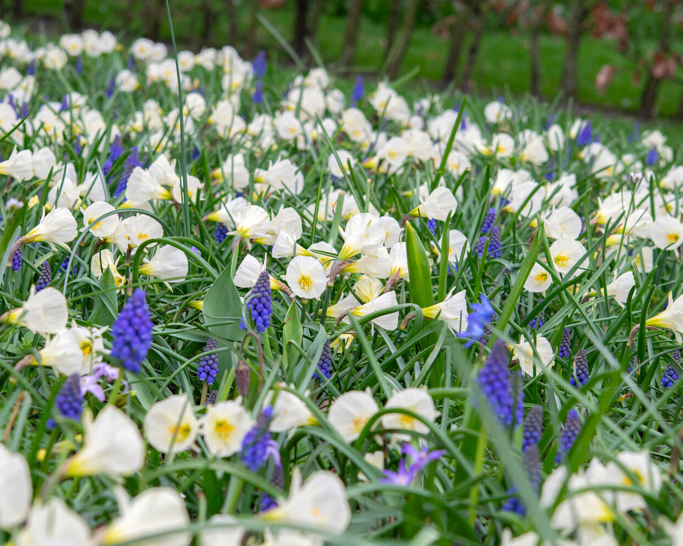 Narcissus 'White Petticoat'