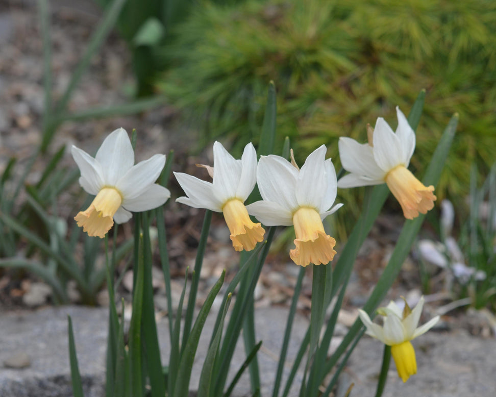 Narcissus 'Winter Waltz'