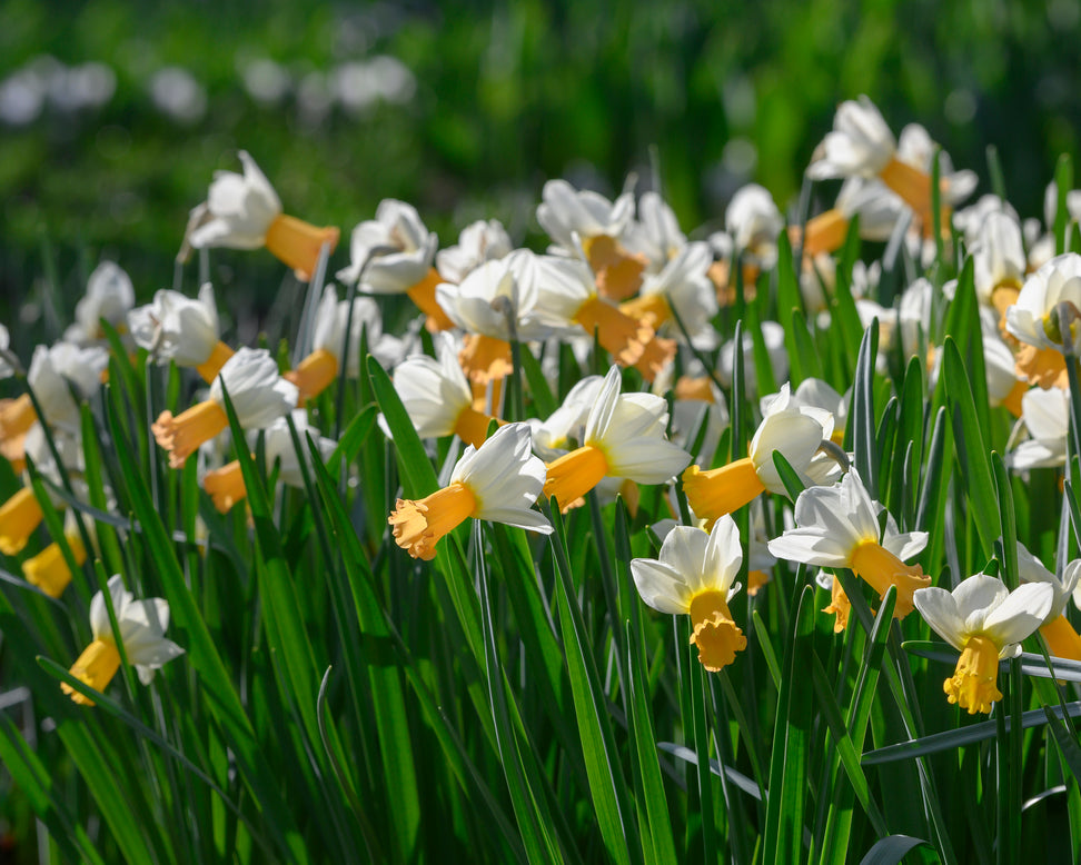 Narcissus 'Winter Waltz'