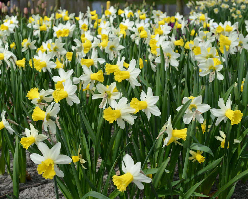 Narcissus 'Wisley'
