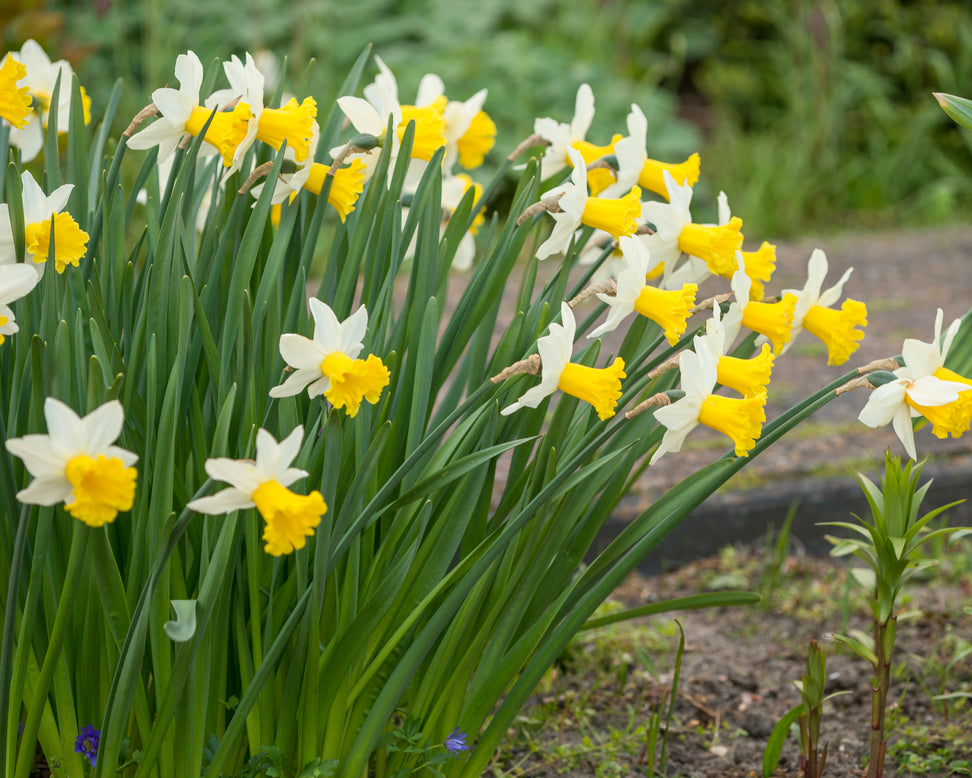 Narcissus 'Wisley'