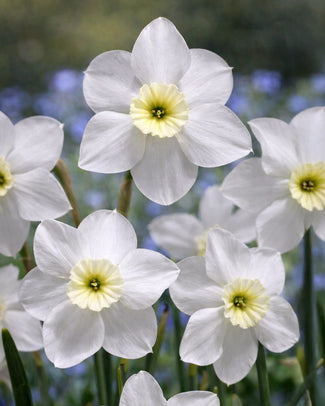 Narcissus 'Xit' Narcissus 'Xit'