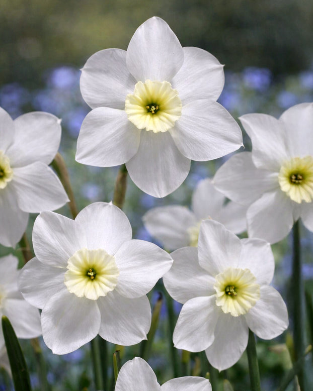 Narcissus 'Xit'