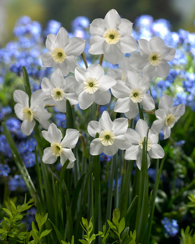 Narcissus 'Xit'