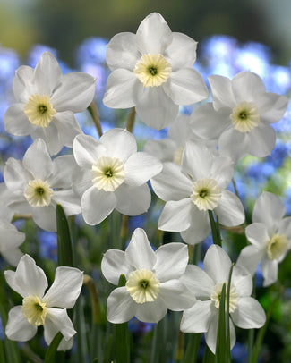 Narcissus 'Xit' Narcissus 'Xit'