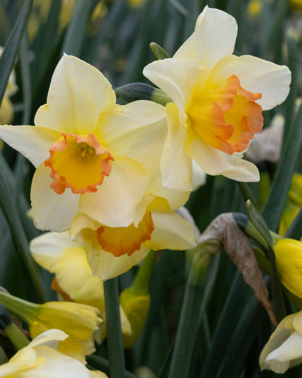 Narcissus 'Yazz'