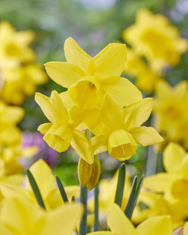 Narcissus 'Yellow Ocean'