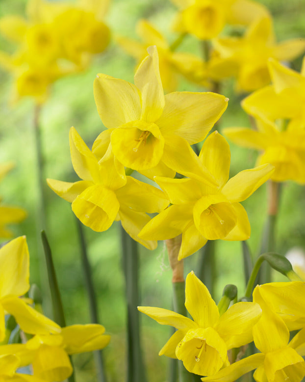 Narcissus 'Yellow Ocean'