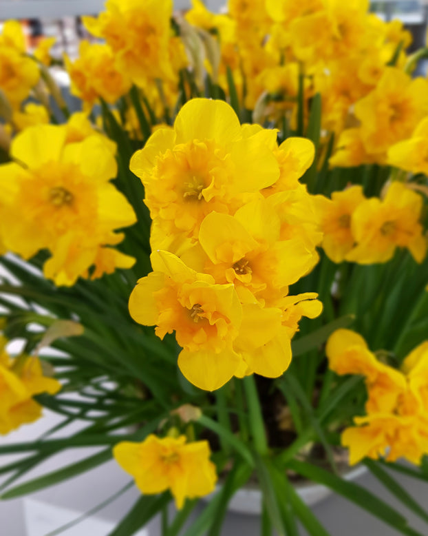 Narcissus 'Yellow Parrot'