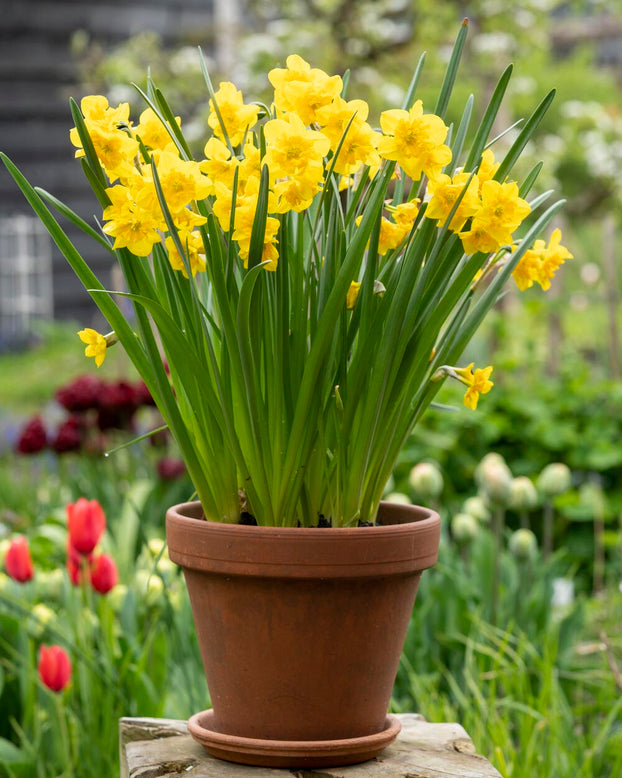 Narcissus 'Yellow Parrot'