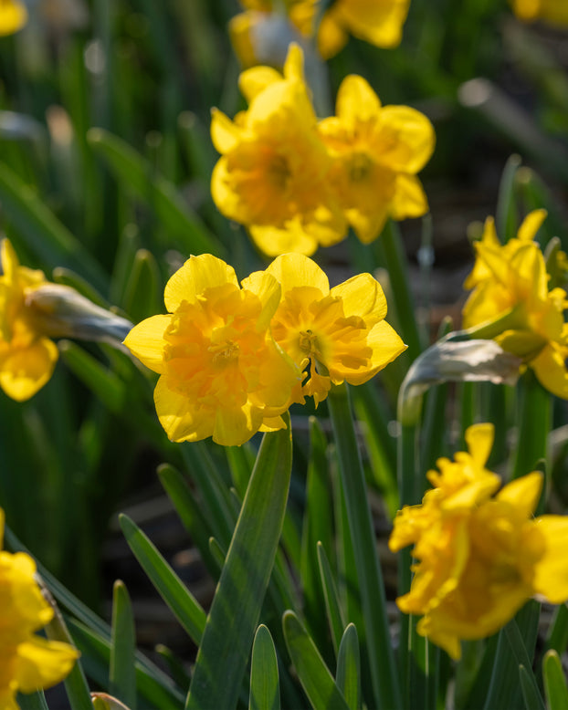 Narcissus 'Yellow Parrot'