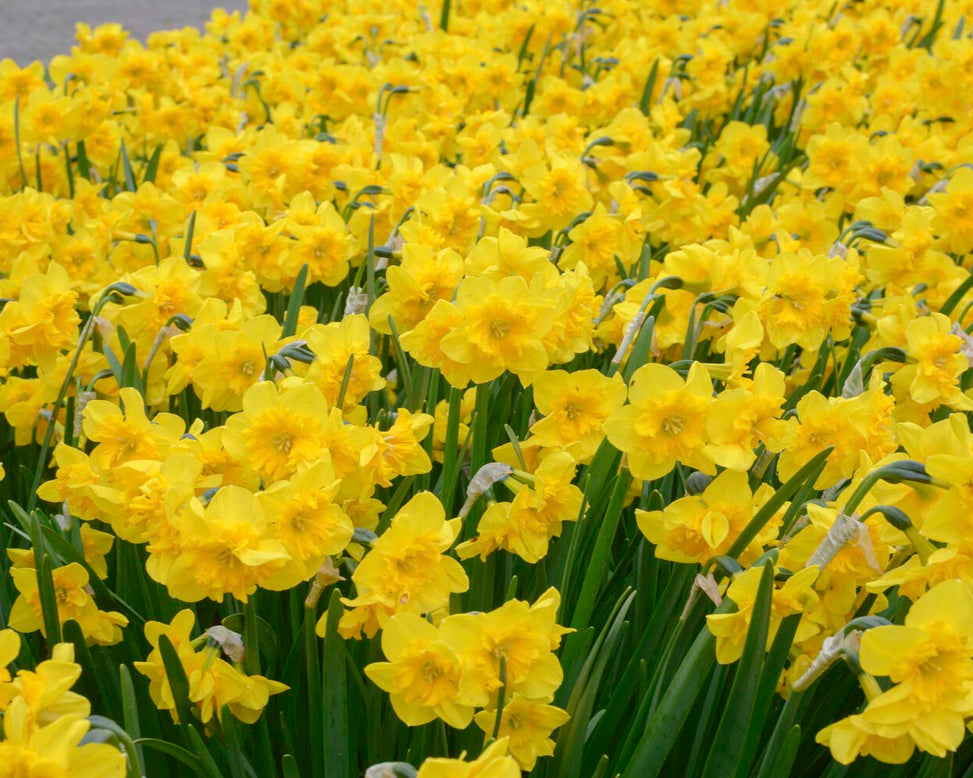 Narcissus 'Yellow Parrot'