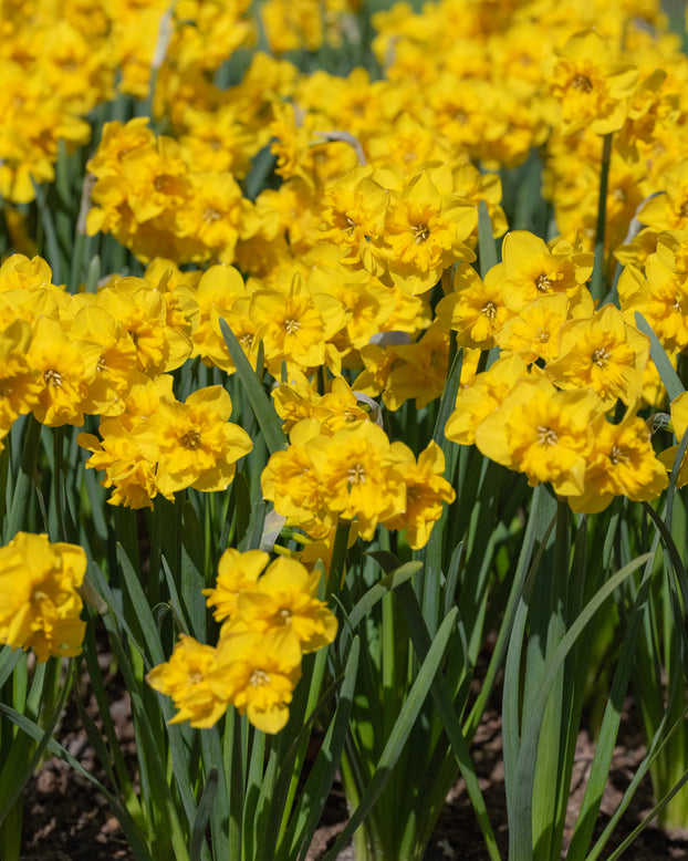 Narcissus 'Yellow Parrot'