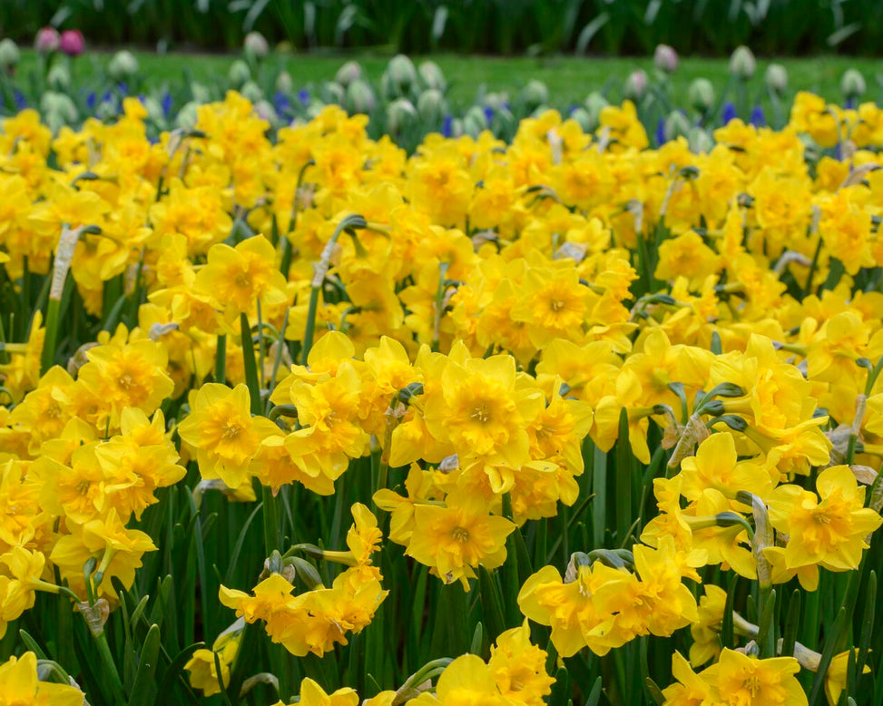Narcissus 'Yellow Parrot'