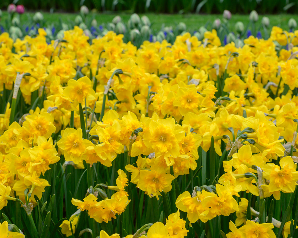 Narcissus 'Yellow Parrot'