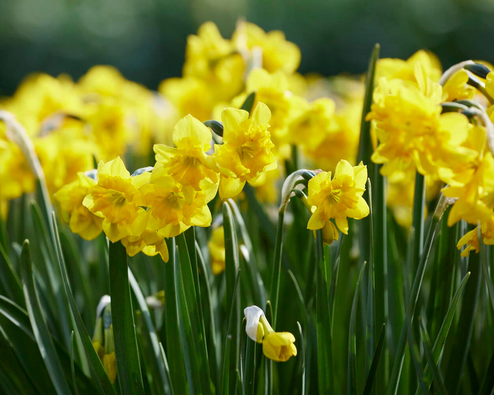 Narcissus 'Yellow Parrot'