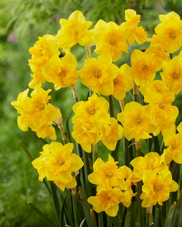 Narcissus 'Yellow Parrot'