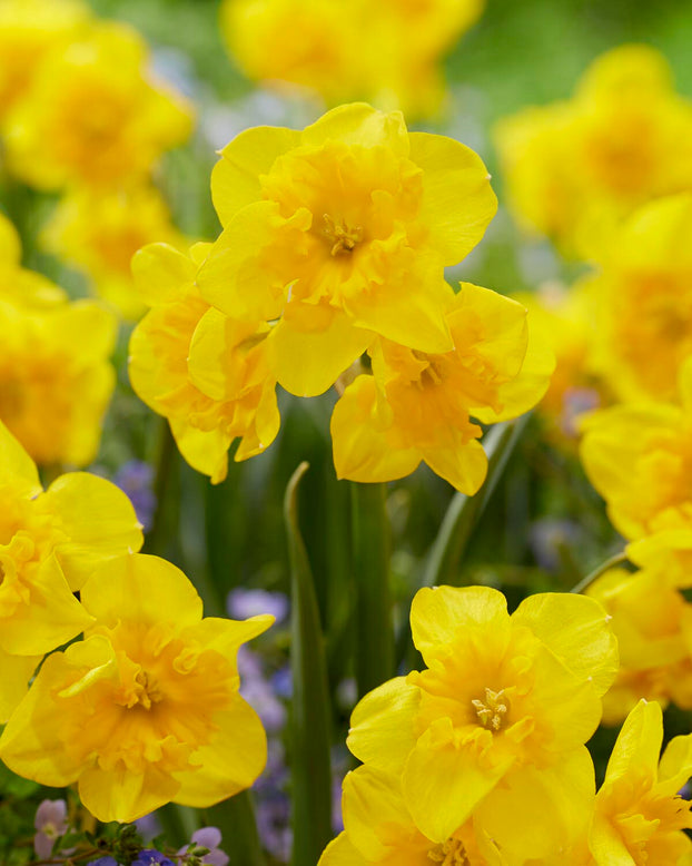 Narcissus 'Yellow Parrot'