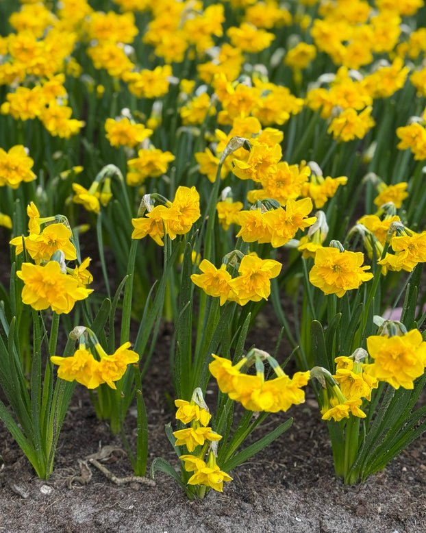 Narcissus 'Yellow Parrot'