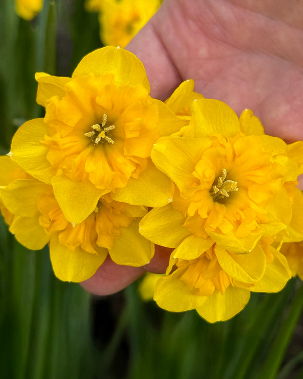 Narcissus 'Yellow Parrot'