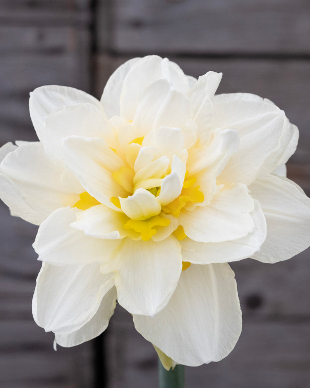 Narcissus 'Young Devotion'