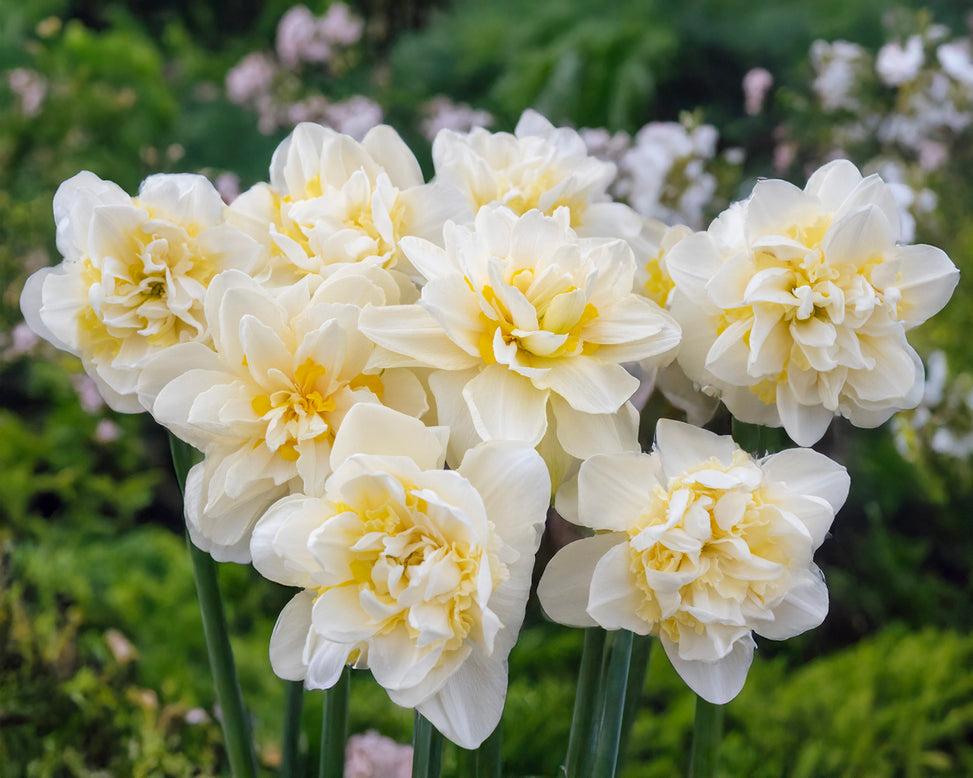 Narcissus 'Young Devotion'