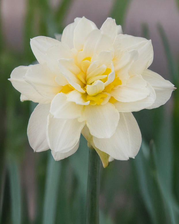 Narcissus 'Young Devotion'