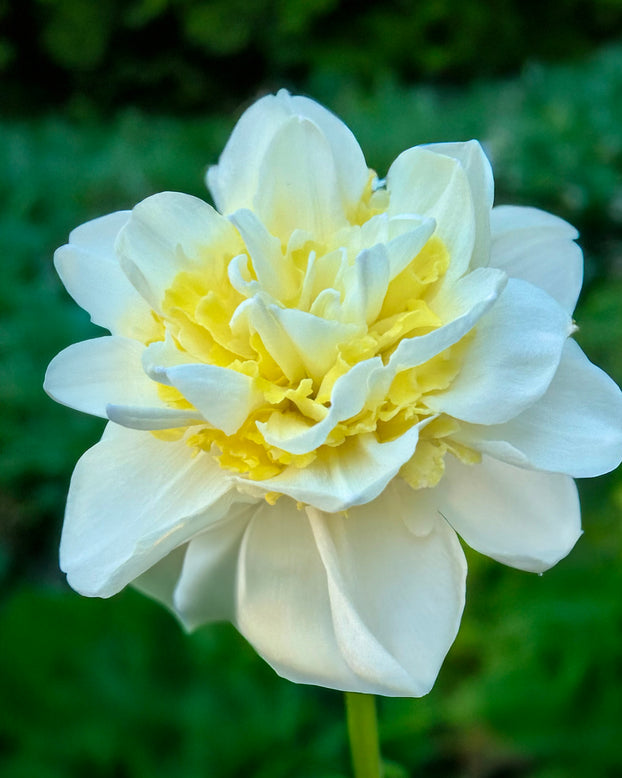 Narcissus 'Young Devotion'