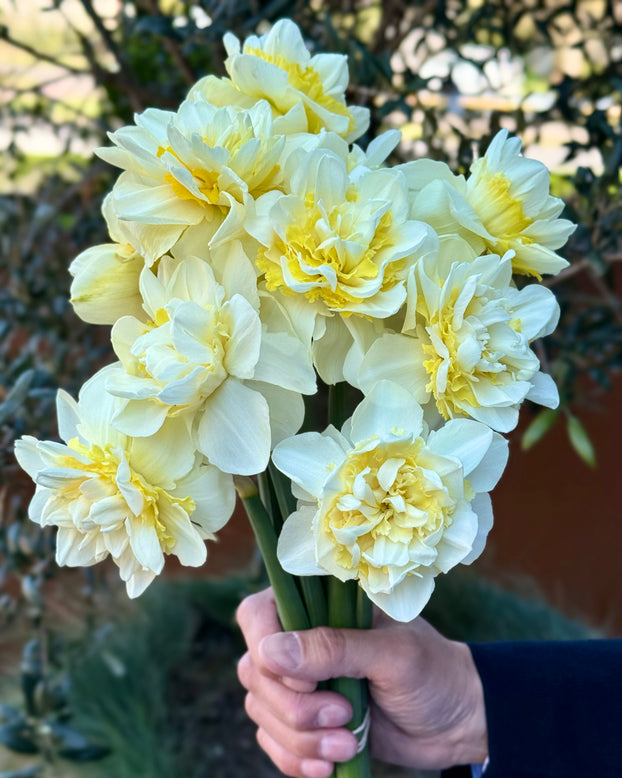 Narcissus 'Young Devotion'