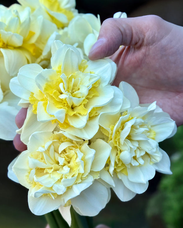 Narcissus 'Young Devotion'