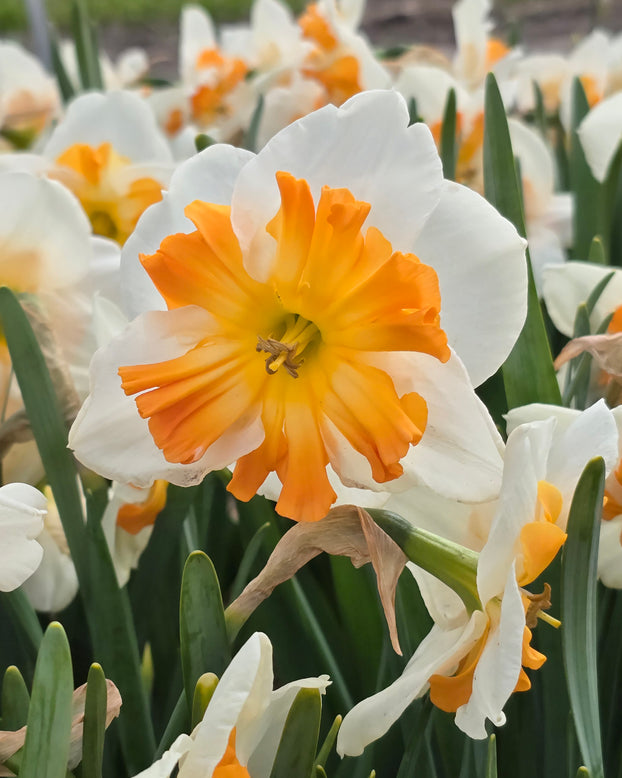 Narcissus 'Zinzi'