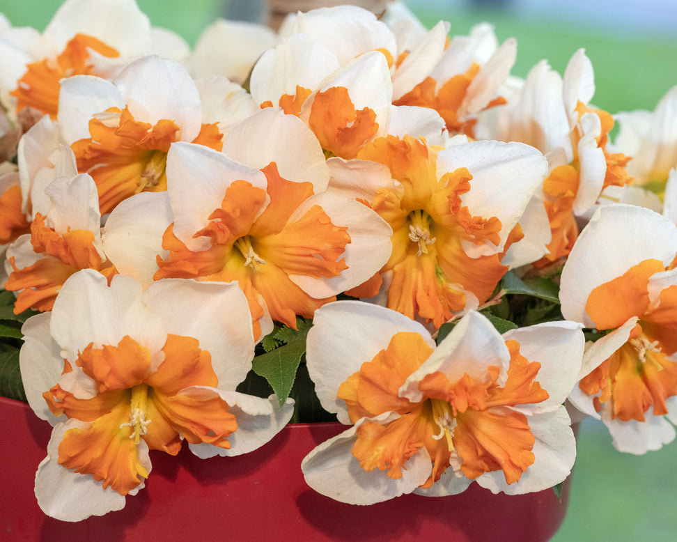 Narcissus 'Zinzi'