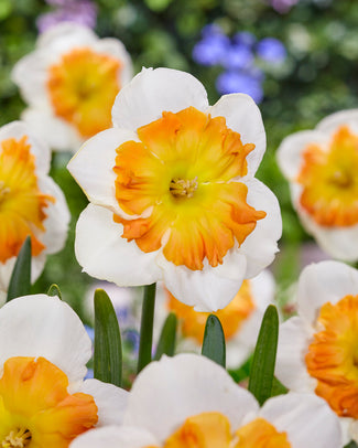 Narcissus 'Zinzi' Narcissus 'Zinzi'