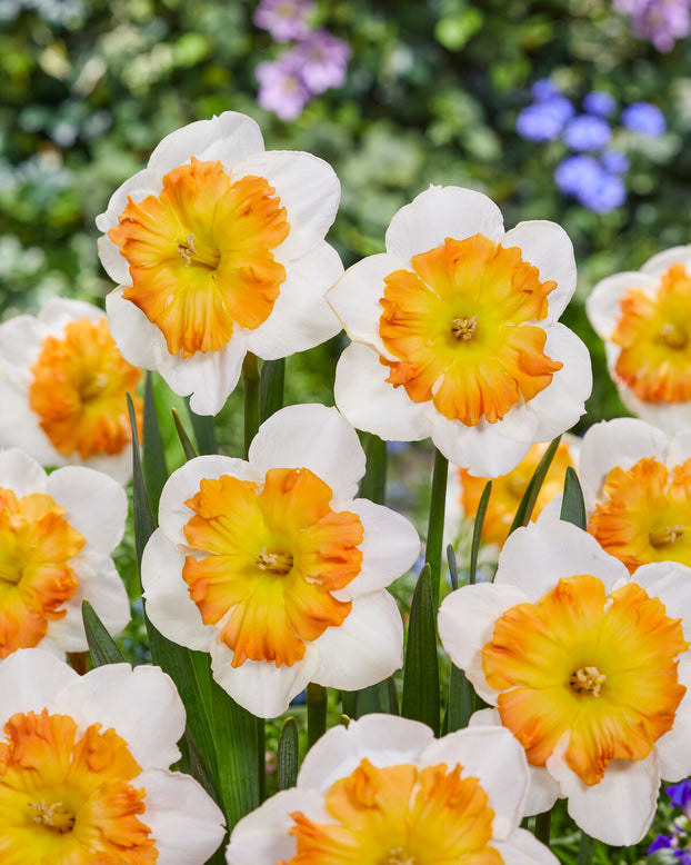 Narcissus 'Zinzi'